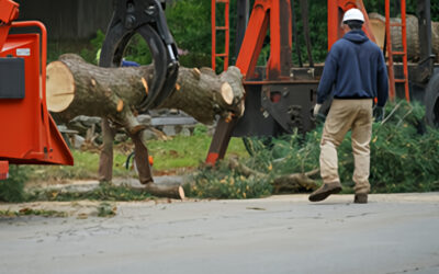 Why Do Some Trees Need to Be Removed Even if They’re Healthy?