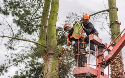 Where Are the Most Common Locations for Tree Removal on Properties?