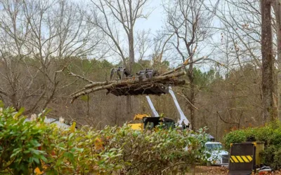 How Can a Tree Company Help You Prepare for the Seasons?