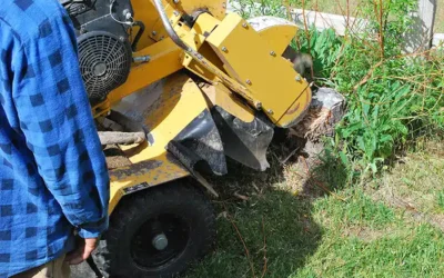Why Is Stump Grinding Essential for Preventing Pests and Diseases?