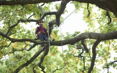 Why Is Tree Trimming Crucial After Severe Weather Events?