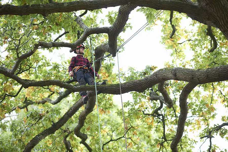 Why Is Tree Trimming Crucial After Severe Weather Events?
