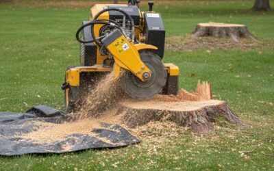 How Stump Grinding Helps Prevent Tree Regrowth